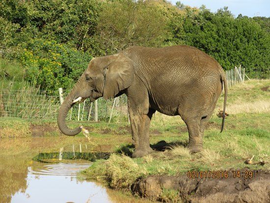 Elephant Sanctuary The Crags